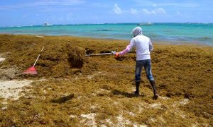 Habitantes Verón y Punta Cana piden mitigar presencia sargazo