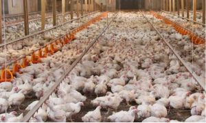 Sector avícola rechaza ley tasa 0 a 67 productos canasta familiar