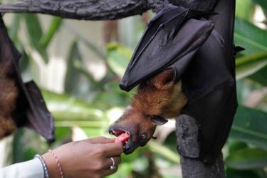 Estudio ve humanos transmiten enfermedades a animales