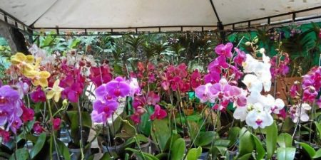 Las orquídeas se adueñan del Jardín Botánico dominicano