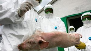 Apoyan acciones de Haití, EE.UU. y RD para erradicar peste porcina