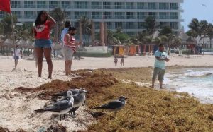 MEXICO: Sargazo invade a las playas y afecta a vacacionistas