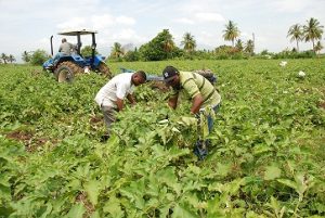 Agricultura aplicará en julio veda cultivos hospederos de mosca