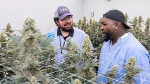 El Pachá cuestiona «Big Papi» se asociara a empresa cannabis
