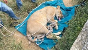 PUERTO PLATA: Capturan leona se escapó de hacienda Altamira