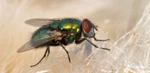 «Poco probable» moscas y cucarachas transmitan coronavirus