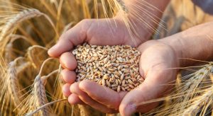 UE pide a Rusia respetar acuerdo exportación cereales de Ucrania