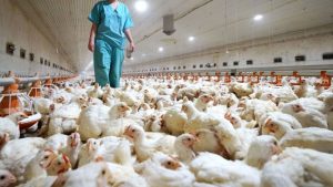 Ven brote gripe aviar 2021-2022 en Europa no tiene precedentes