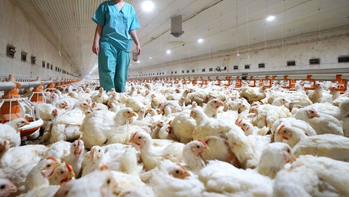 Ven brote gripe aviar 2021-2022 en Europa no tiene precedentes imagen