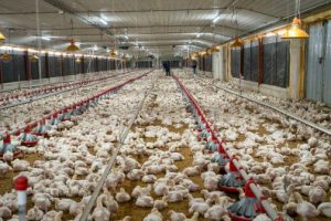 Avicultores garantizan abastecimiento pollos en Navidad y Año Nuevo