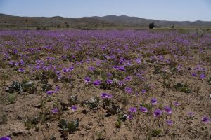 El desierto más árido del mundo, el de Atacama, vuelve a florecer