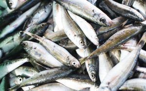 ESPAÑA: Identifican los pescados con la menor carga de mercurio