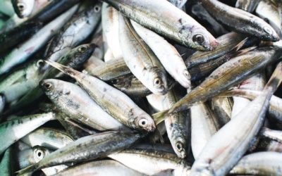 ESPAÑA: Identifican los pescados con la menor carga de mercurio ESPAÑA: Identifican los pescados con la menor carga de mercurio