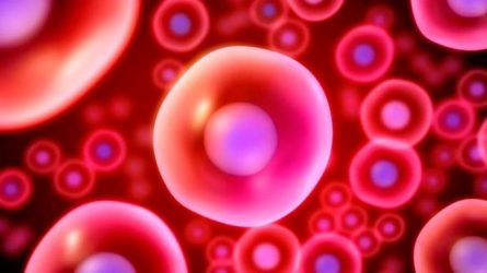 Descubren como mantener sanas las células madre de la sangre