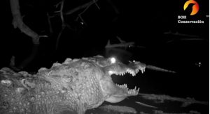 Investigan ataque de un cocodrilo a un pescador en el lago Enriquillo