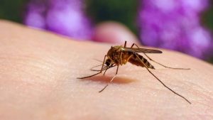OMS: Los casos y muertes por malaria se estabilizaron en 2021