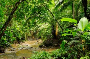 Más de dos mil dominicanos transitaron por la selva de Darién