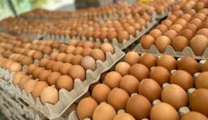Informan República Dominicana reanudó exportación de huevos