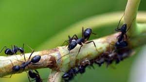 Las hormigas pueden oler el cáncer