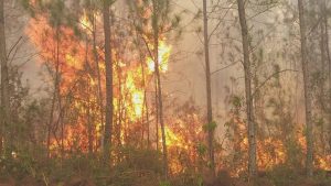 Un incendio obliga a cerrar el Parque Nacional Valle Nuevo