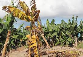 Agricultura refuerza medidas contra hongo ataca plantaciones banano