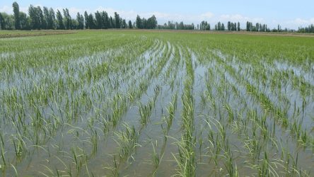 RD negocia con EEUU decreto protege la producción de arroz