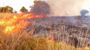 Incendios forestales consumieron 119 hectáreas de bosques en Haití