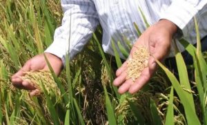 RD estudia los pasos a dar ante la apertura del mercado de arroz