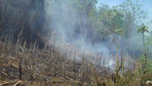Activan protocolo para controlar los incendios forestales en Haití