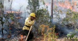 Imponen RD$1 millón a acusado de incendiar área de Valle Nuevo