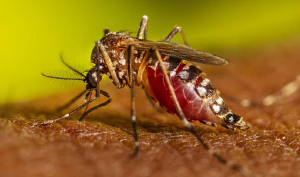 Salud Pública emite alerta ante propagación de la chikungunya