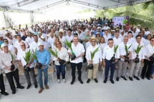 Invertirán RD$883 millones para recuperar cultivo del coco en RD