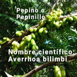 Pepinillo: una alternativa sana