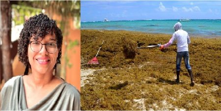 Investigan cómo extraer fármacos de sargazo invade playas RD Investigan cómo extraer fármacos de sargazo invade playas RD