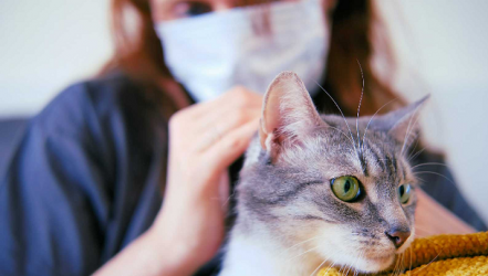 Gatos han adquirido las mismas variantes Covid-19 que sus dueños Gatos han adquirido las mismas variantes Covid-19 que sus dueños