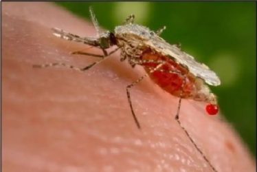 OMS insta a aplicar «de forma más eficaz» herramientas contra malaria OMS insta a aplicar «de forma más eficaz» herramientas contra malaria