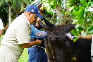 Proyecto ganadería realiza 5,159 inseminaciones bovinas