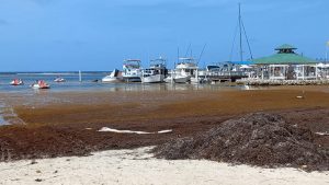 Sargazo asfixia a Boca Chica; el Alcalde clama por ayuda oficial