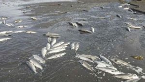 Floraciones de algas mató peces en presa Hatillo, según pesquisa