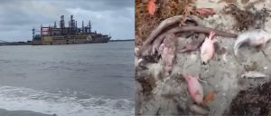 Denuncian muerte de peces a causa barcaza instalada en Azua