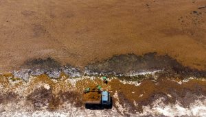 Los estados del Caribe piden una respuesta urgente ante el sargazo