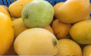 Advierten cosecha de mango se pierde por la falta de mercado