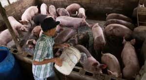 Ministro de Agricultura reitera peste porcina está controlada