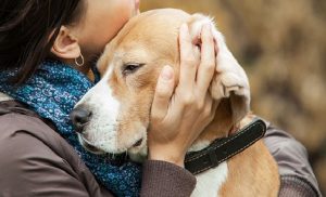 Las mascotas no benefician salud emocional de enfermos mentales