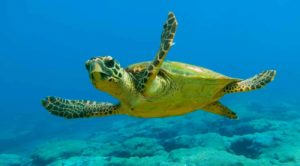 RD establece veda de diez años para proteger tortugas marinas