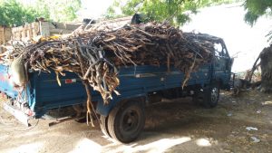 PEDERNALES: Incautan árboles de guaconejo cortados ilegalmente 
