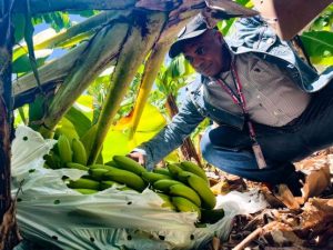 Inespre inicia compra más de un millón bananos productores Azua