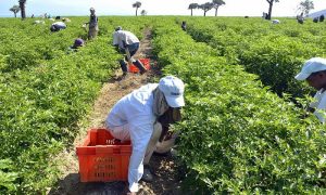 Dicen agropecuaria dominicana creció un 5.1% en mes de julio