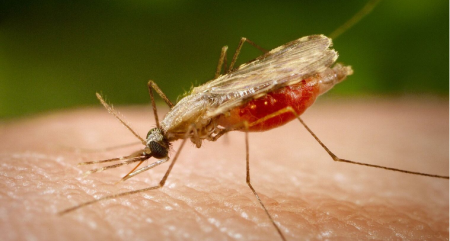 Salud Pública notifica un segundo caso de malaria importado en RD Salud Pública notifica un segundo caso de malaria importado en RD