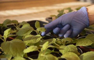 Logran mejorar genoma de planta clave en la producción de vacunas